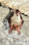 Bechstein s Bat (Myotis bechsteinii) 