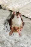 Bechstein s Bat (Myotis bechsteinii) 