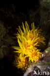 Red cup Coral (Tubastrea coccinea)