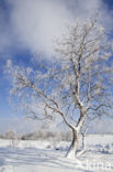 Berk (Betula)
