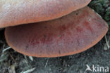 Biefstukzwam (Fistulina hepatica)