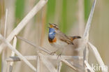 Blauwborst (Luscinia svecica)