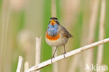 Blauwborst (Luscinia svecica)