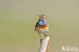 Blauwborst (Luscinia svecica)