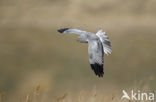 Northern Harrier