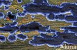 Blauwe korstzwam (Terana coerulea) 