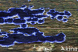Terana coerulea
