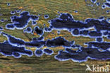 Blauwe korstzwam (Terana coerulea) 