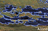 Terana coerulea
