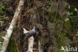 Boll s pigeon (Columba bollii) 