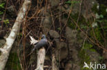 Bolles Laurierduif (Columba bollii) 