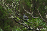 Boll s pigeon (Columba bollii) 