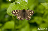 Speckled Wood (Pararge aegeria)