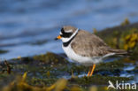 Bontbekplevier (Charadrius hiaticula)