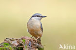 Boomklever (Sitta europaea caesia)