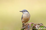 Boomklever (Sitta europaea caesia)