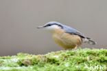 Boomklever (Sitta europaea caesia)