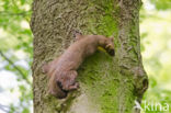 Pine Marten (Martes martes)