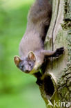 Pine Marten (Martes martes)