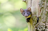 Pine Marten (Martes martes)