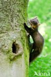 Pine Marten (Martes martes)