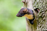 Pine Marten (Martes martes)