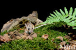 long-tailed field mouse (Apodemus sylvaticus)