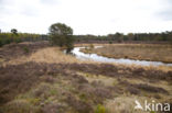 Boswachterij Leende