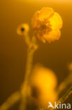 Buttercup (Ranunculus)