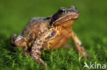 Bruine kikker (Rana temporaria)