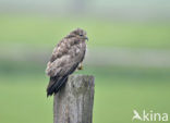 Common Buzzard (Buteo buteo)