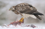 Buteo buteo japonicus