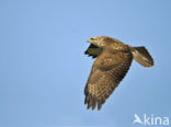 Buizerd (Buteo buteo)