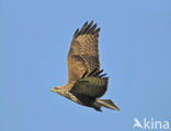 Buizerd (Buteo buteo)