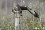 Buizerd (Buteo buteo)