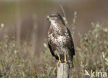 Buizerd (Buteo buteo)