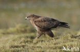 Buizerd (Buteo buteo)