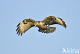 Common Buzzard (Buteo buteo)