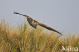 Common Buzzard (Buteo buteo)