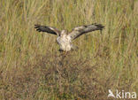 Buizerd (Buteo buteo)