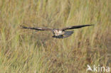 Buizerd (Buteo buteo)