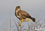 Common Buzzard (Buteo buteo)