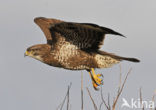 Common Buzzard (Buteo buteo)