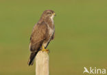 Common Buzzard (Buteo buteo)