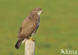 Common Buzzard (Buteo buteo)