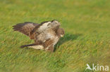 Buizerd (Buteo buteo)