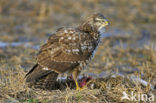 Common Buzzard (Buteo buteo)