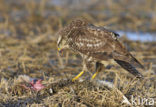 Common Buzzard (Buteo buteo)