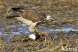 Buizerd (Buteo buteo)