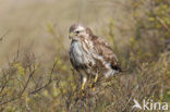 Buizerd (Buteo buteo)